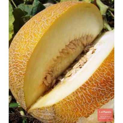 Sliced Yuzhanka melon showing flesh and seeds