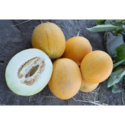 Несколько дынь Вика на земле, одна разрезана, видна мякоть и семена