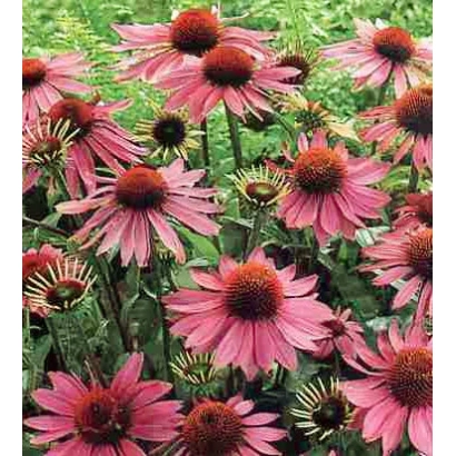 Квіти ехінацея рожеві на фоні зелені - Лівадія
