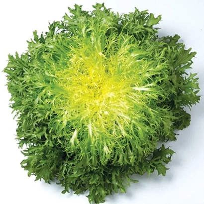 Свежий эндивий с зелёными и жёлтыми листьями - Бенефайн