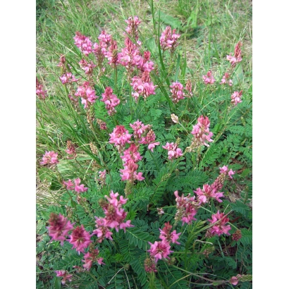 Цветущий эспарцет на зелёном поле - Альтаир