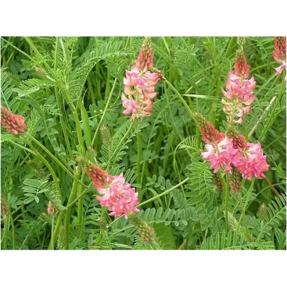 Blooming esparcet on green background - PAVLOVSKY