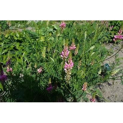 Растение эспарцет с розовыми цветами на фоне зелёной листвы - ПЕСЧАНЫЙ 22