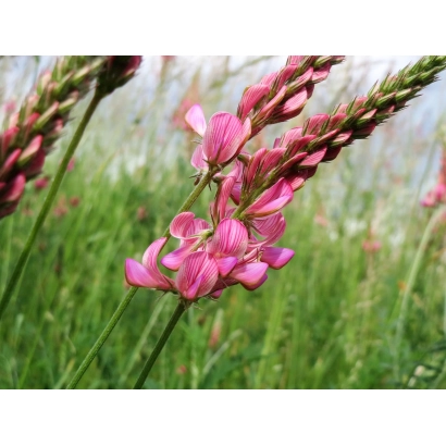 Blooming esparcet against a green field - NORTHERN CAUCASIAN TWO-CUT