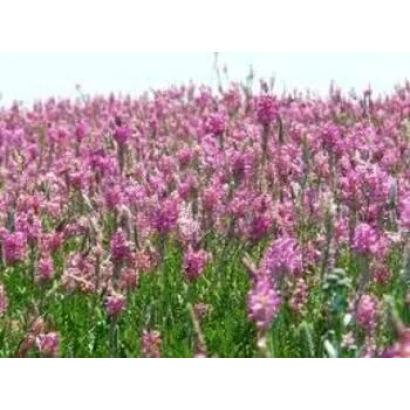 Поле квітучого еспарцету Смарагд