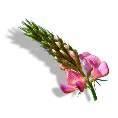 Цветущий эспарцет на белом фоне - Вегас