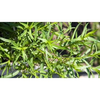 Fresh tarragon greens on background - ELEMENT