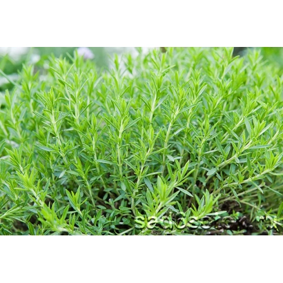 Зеленые стебли эстрагона на фоне земли - НАРН