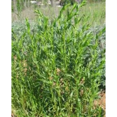 Растение эстрагон (Смарагд) на поле