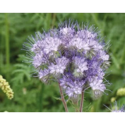 Цветок фацелии на зелёном фоне - Дана