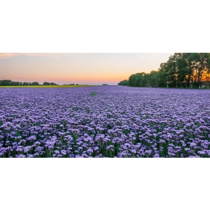 Поле фацелии на закате - Милица