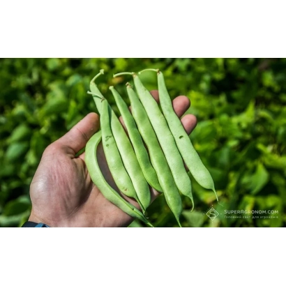 Рука держит стручки фасоли на фоне зелёных листьев - Апекс