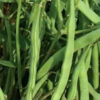 Зеленые стручки фасоли на растении - АРИШКА