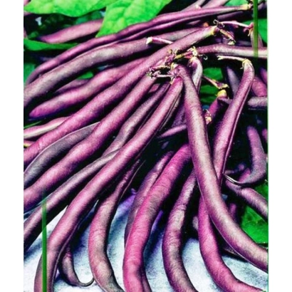 Свіжі фіолетові стручки бобів БЕМОЛЬ на фоні зелені - БЕМІ́ЛЬ