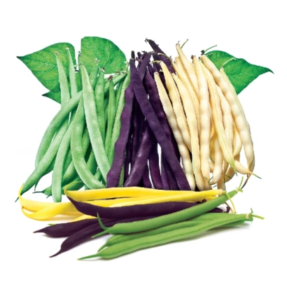 Свежая фасоль разных сортов: зелёная, фиолетовая, жёлтая и белая. - Елеганс