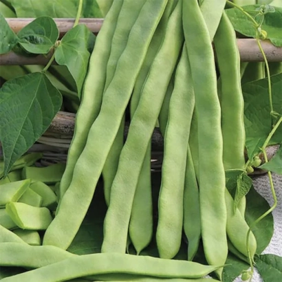 Fresh green bean pods on a wooden surface - Festival