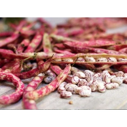 Бобова рослина Fora на дереві - Фора