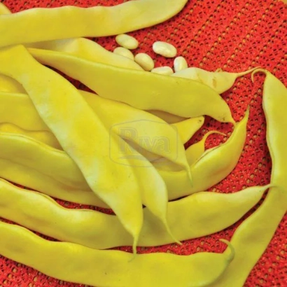 Желтые стручки фасоли и зерна на красном фоне - Голдстрайк