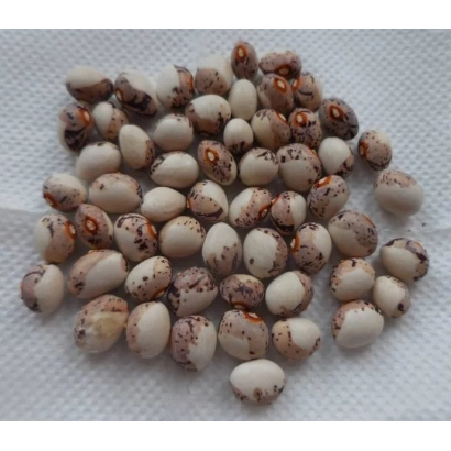 Горлиця | Gorlicia фасоль на белой поверхности