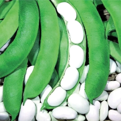 Зеленые стручки фасоли и белые зерна на фоне - Иголомская