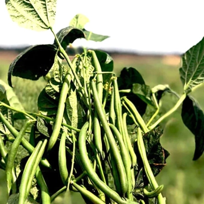 Свежие стручки фасоли на растении - Ягуар