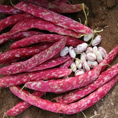 Fresh red Lambada beans on soil