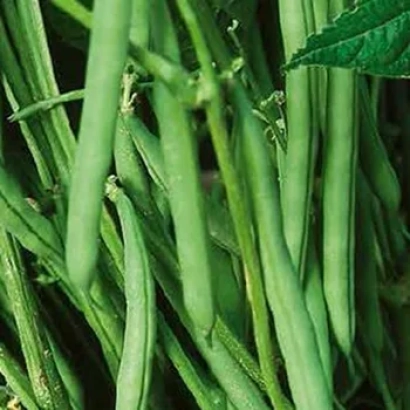 Свежая фасоль на стеблях - Моментум