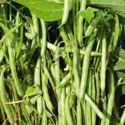 Свежие стручки фасоли на растении - Мрия