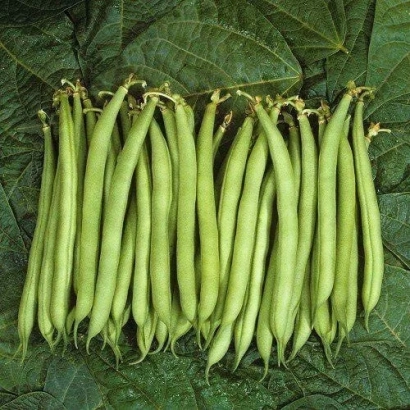 Свежие стручки фасоли Нагано на фоне зелёных листьев