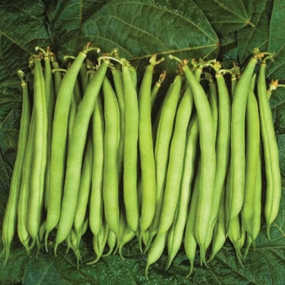 Свежие стручки фасоли на фоне листьев - Палати