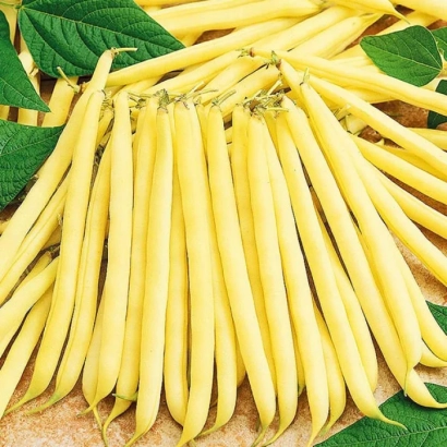 Yellow beans on a leaf background - Panthera