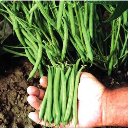 Рука держит свежие стручки фасоли на фоне грядки - Патион