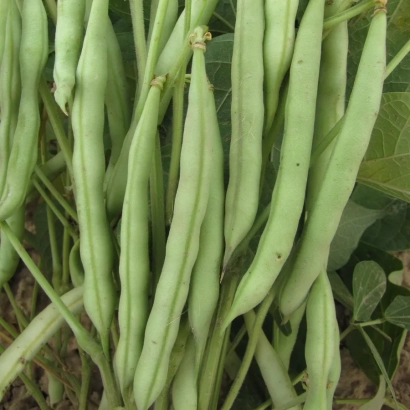 Свежие стручки фасоли на растении - РАШЕЛЬ