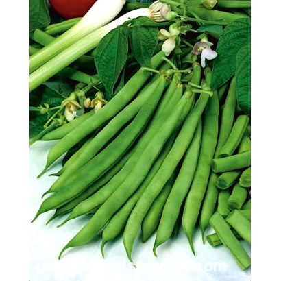 Свежая фасоль Садгорянка на ветвях с листьями и цветами