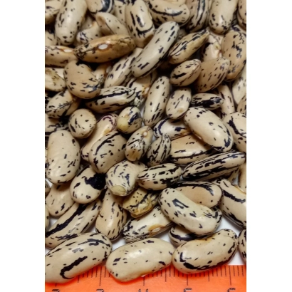 Samaryanka beans on an orange ruler