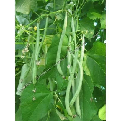Свежие стручки фасоли на растении - САНДЕНС