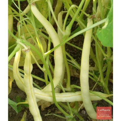 Свежие стручки фасоли на растении - Юбилейная 287