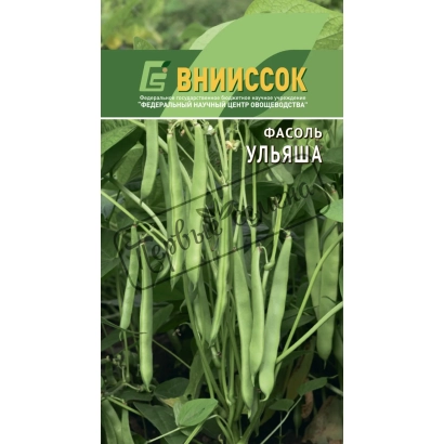 Семена фасоли УЛЬЯША на фоне зелёных стручков