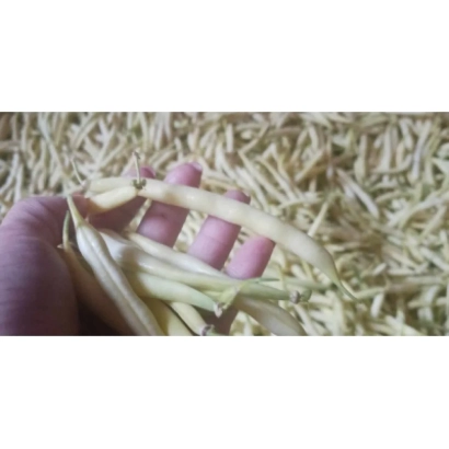 Рука держит стручки фасоли на фоне зерен - Унидор