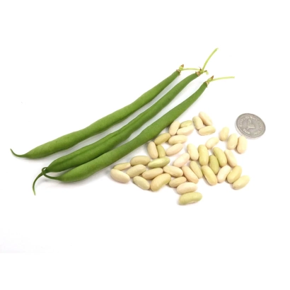 Зеленые стручки фасоли и белые зерна на белом фоне - ВЕРДИГОН