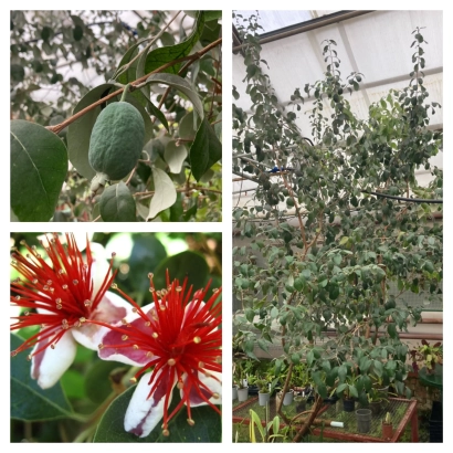 Фейхоа на гілці з листям та квітами - Дачна