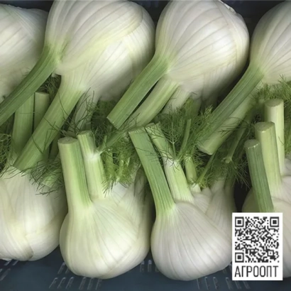 Свежий фенхель на подложке с QR-кодом - Дракон