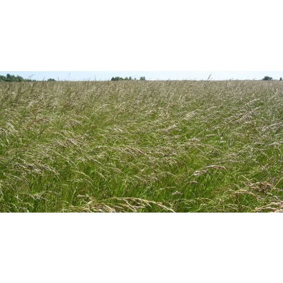 Field of Festulolium against the sky - Debut