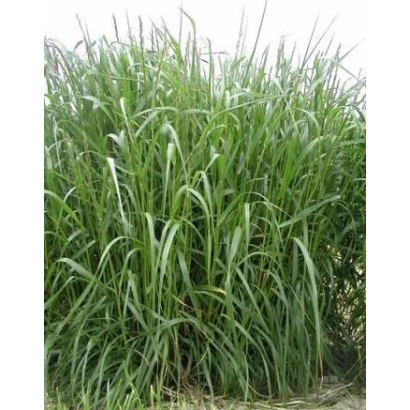 Растение Фестулолиум на фоне поля - ХОСТИН