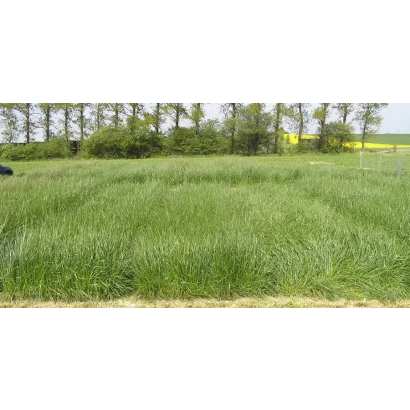 Поле з зеленою травою, ймовірно, фестулоліум - ВИКНЕЛ