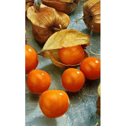 Спелые оранжевые плоды физалиса с сухими чехликами на сером фоне - Десертный