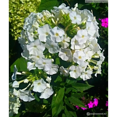 WHITE-PINNATE phlox — close-up of white flower against green foliage