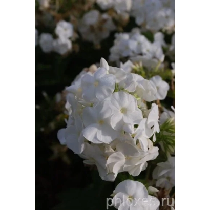 Белые цветы флокса бордюрной - БОРДЮРНЫЙ БЕЛЫЙ