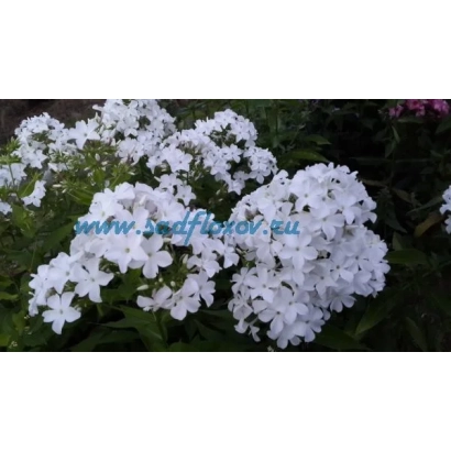 Белые цветы флокса на фоне зелени - Царевна