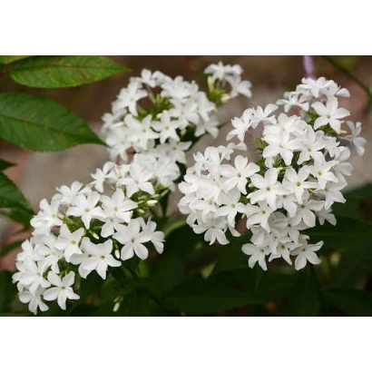 Белые цветы флокса на фоне зелени - ЦАРЕВНА-ЛЕБЕДЬ